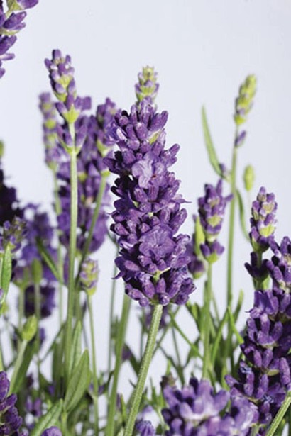 Лаванда вузьколиста Блю Сент Ерлі